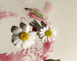 daisy flower and petals in a pink stain on tabletop