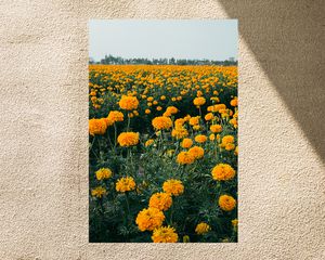 calendula in field on textured background