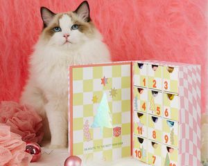 En Route advent calendar placed next to a very cute and fluffy cat.